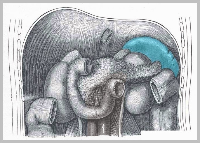 Anatomical Position of the Spleen Diagram