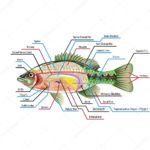 Anatomy And Physiology Circulatory System Representation Explained