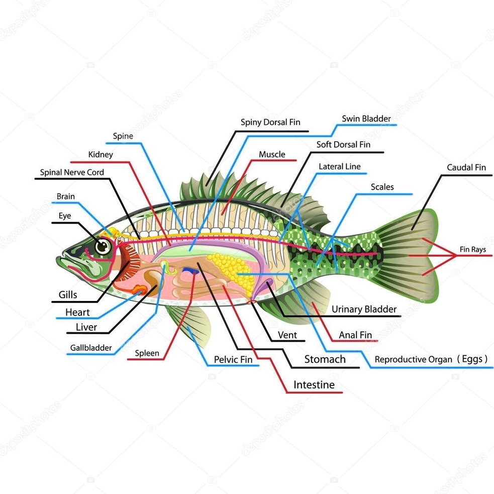 Anatomy And Physiology Circulatory System Representation Explained