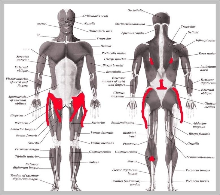 Anatomy Hip Muscles Image
