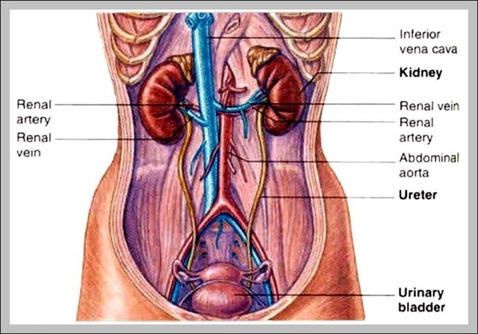 Anatomy Kidneys Location Image