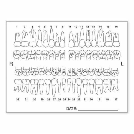 Anatomy Labeling Worksheets Described