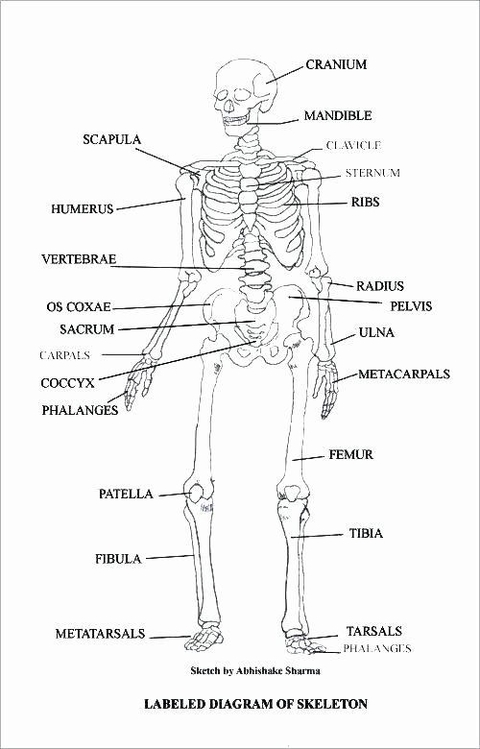 Anatomy Labeling Worksheets