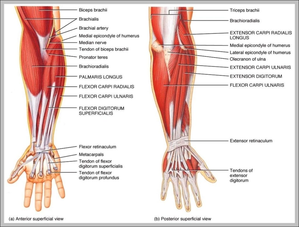 Anatomy Lessons Image