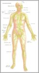 Anatomy Lymphatic System Image