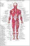 Anatomy Muscular System Image