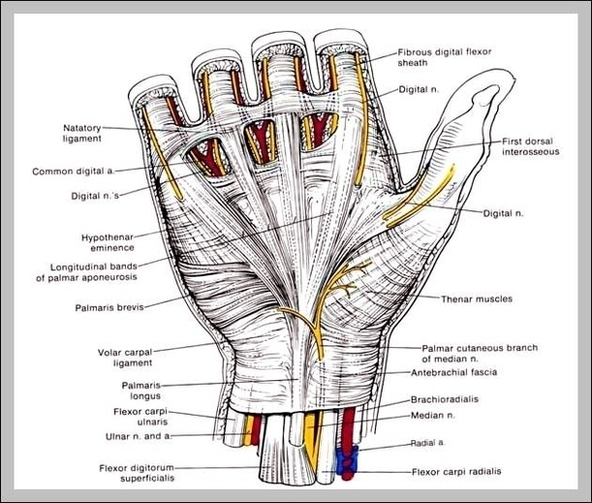 Anatomy Of A Hand Image