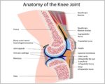 Anatomy Of A Knee Image