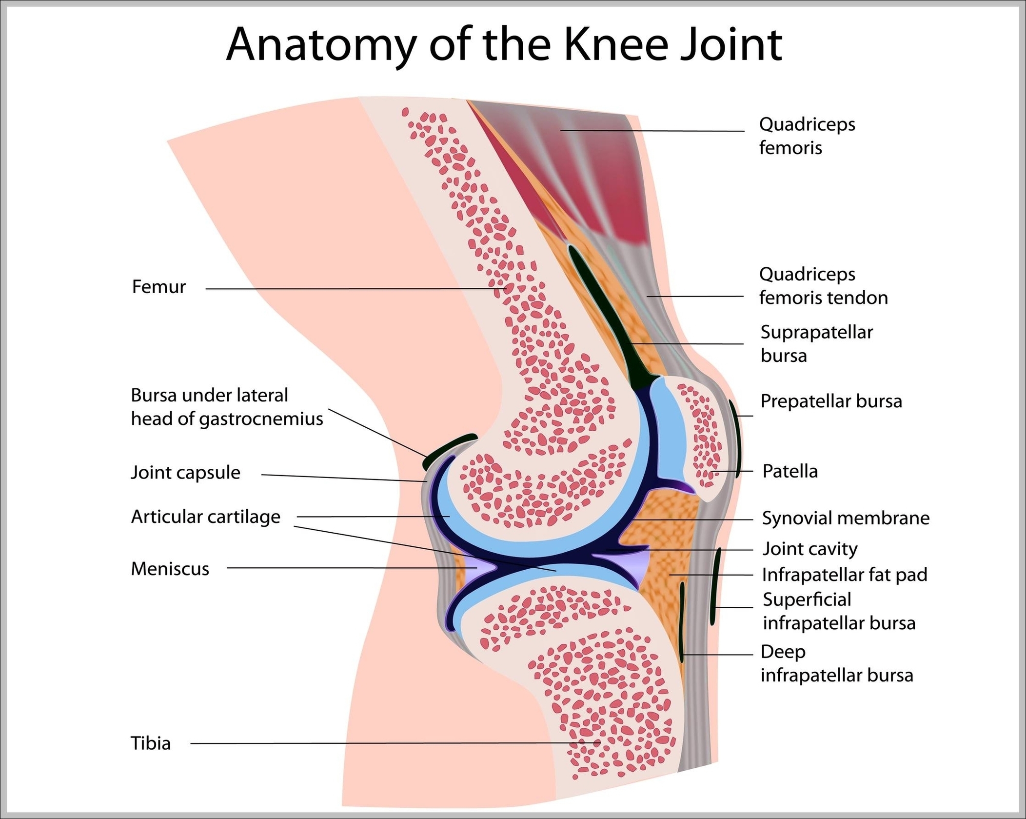Anatomy Of A Knee Image