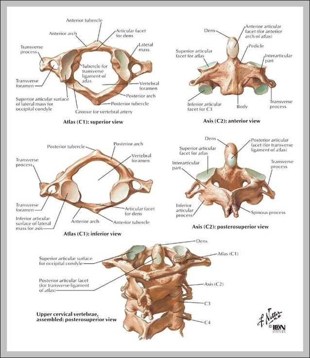 Anatomy Of Cervical Vertebrae Image