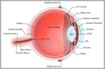 Anatomy Of Eye Image