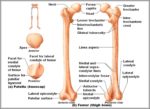 Anatomy Of Femur Image