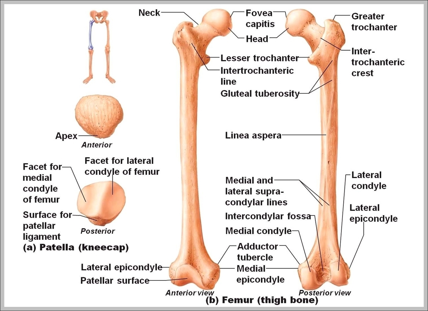 Anatomy Of Femur Image