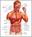 Anatomy Of Gastrointestinal System Image