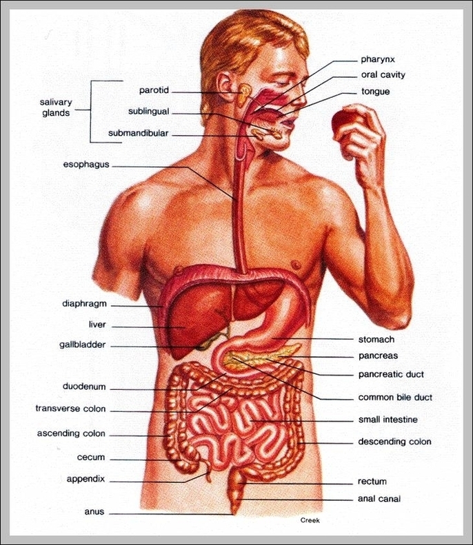 Anatomy Of Gastrointestinal System Image