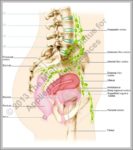 Anatomy Of Head And Neck Image