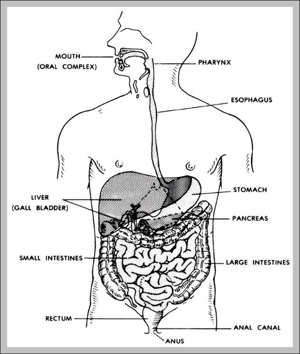 Anatomy Of Human Digestive System Image