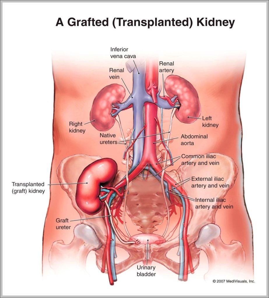 Anatomy Of Human Torso Image