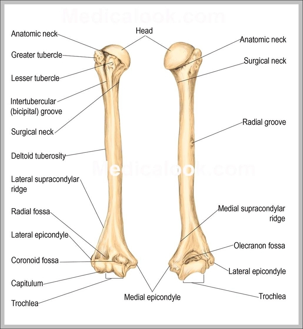 Anatomy Of Humerus Image