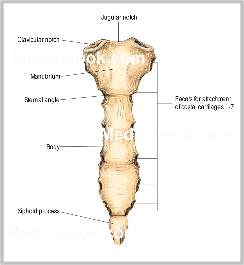 Anatomy Of Reproductive System Image