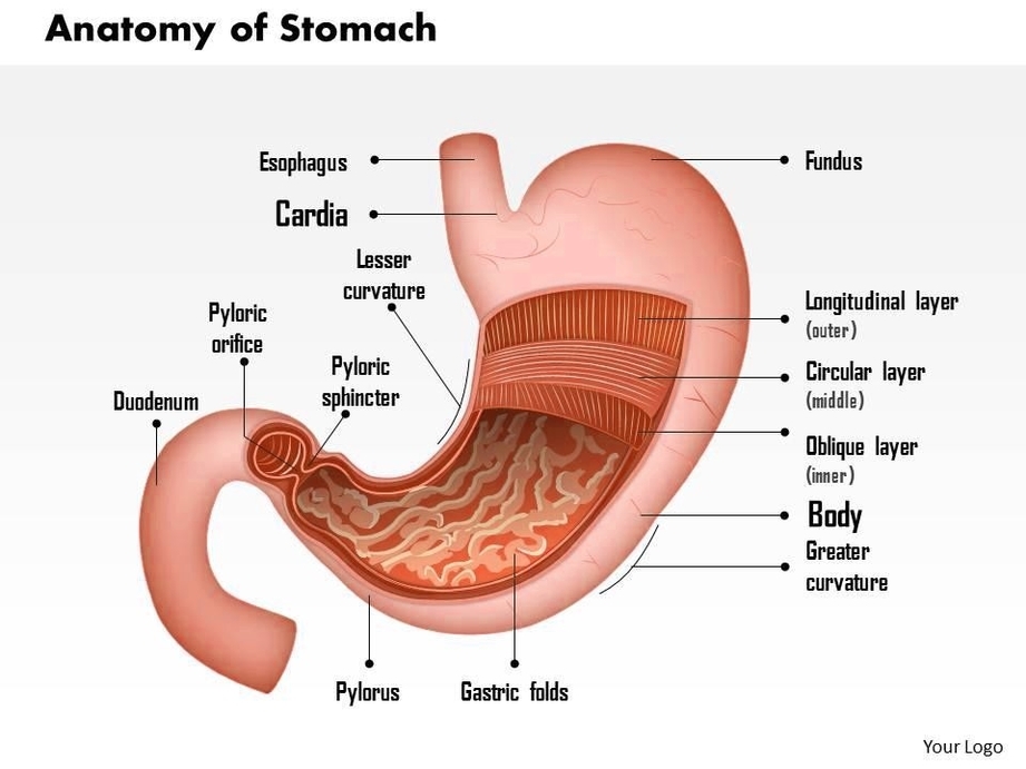 Anatomy Of Stomach