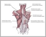 Anatomy Of The Back Muscles Image