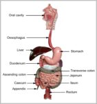 Anatomy Of The Gastrointestinal Tract Image