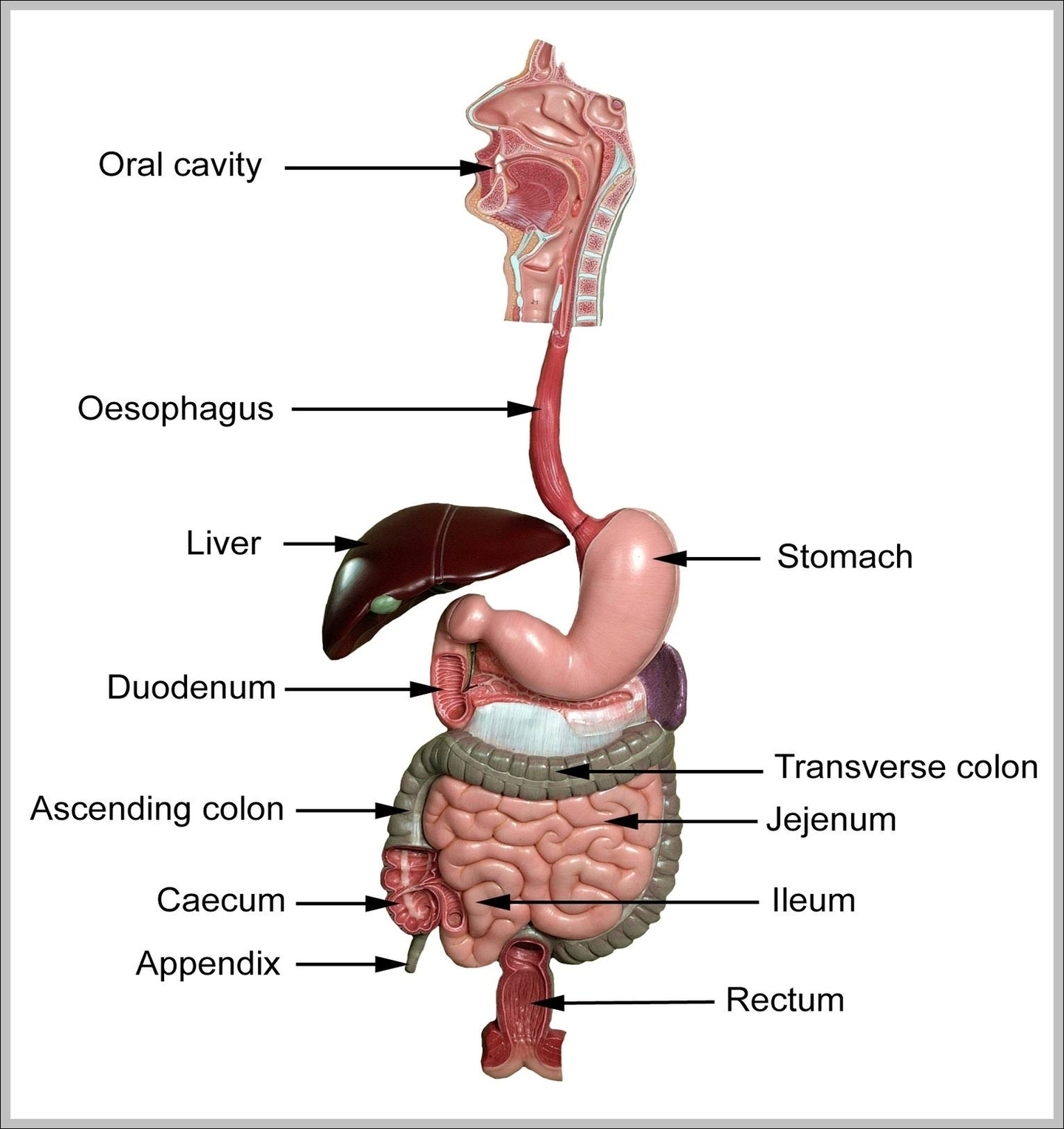 Anatomy Of The Gastrointestinal Tract Image