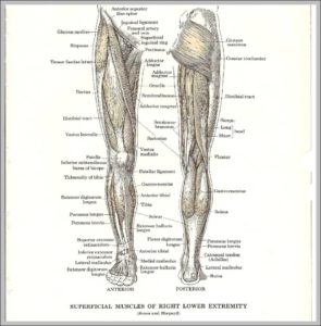 Anatomy Of The Leg Image