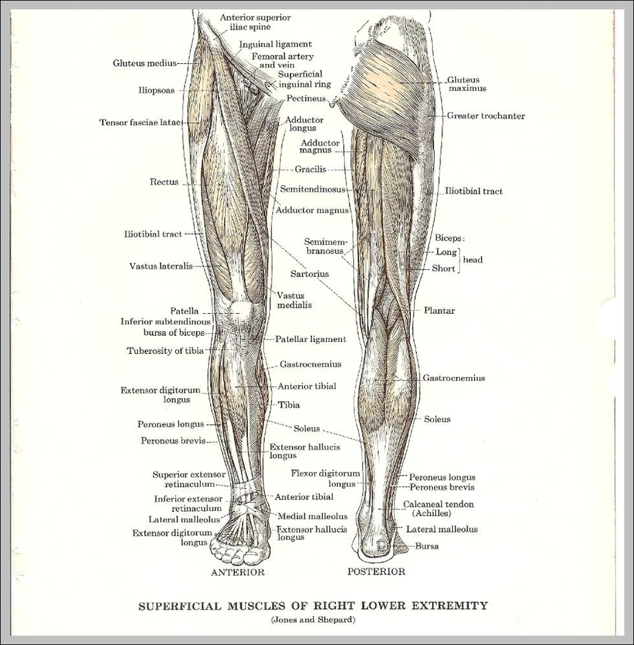 Anatomy Of The Leg Image