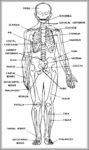 Anatomy Of The Muscular System Image