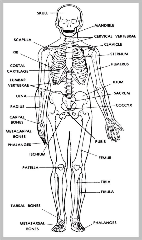 Anatomy Of The Muscular System Image