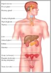 Anatomy Of The Shoulder Joint Image