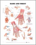 Anatomy Of The Wrist And Hand Image