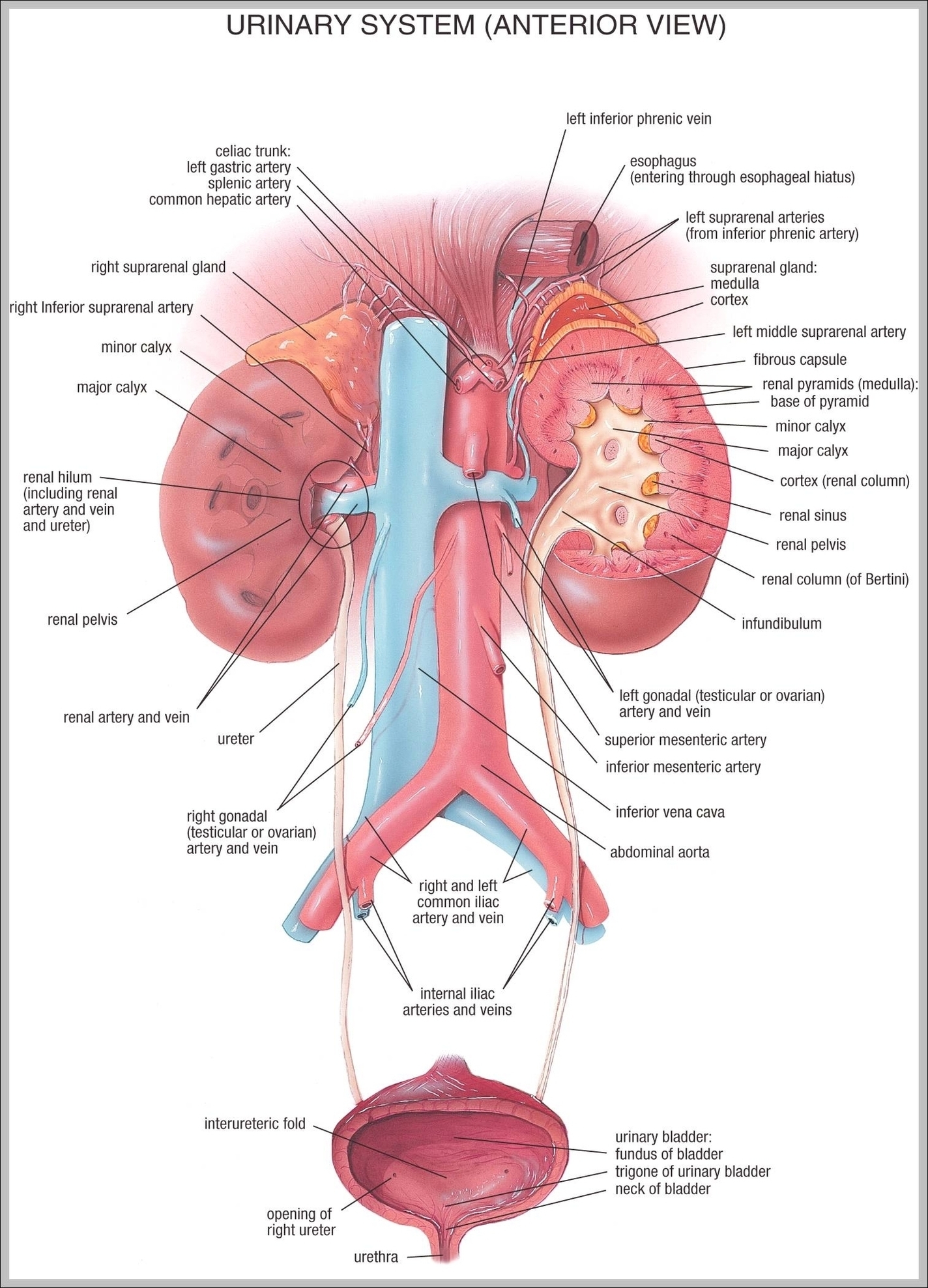 Anatomy Of Urinary System Image
