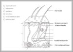 Anatomy Physiology Coloring Workbook Answer Key Image