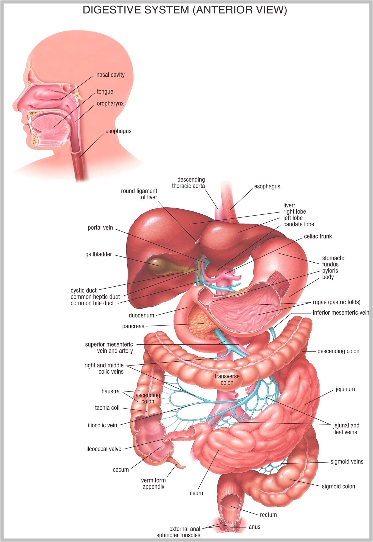 Anatomy Pictures Image