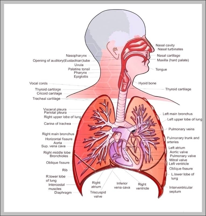 Anatomy Respiratory System Image