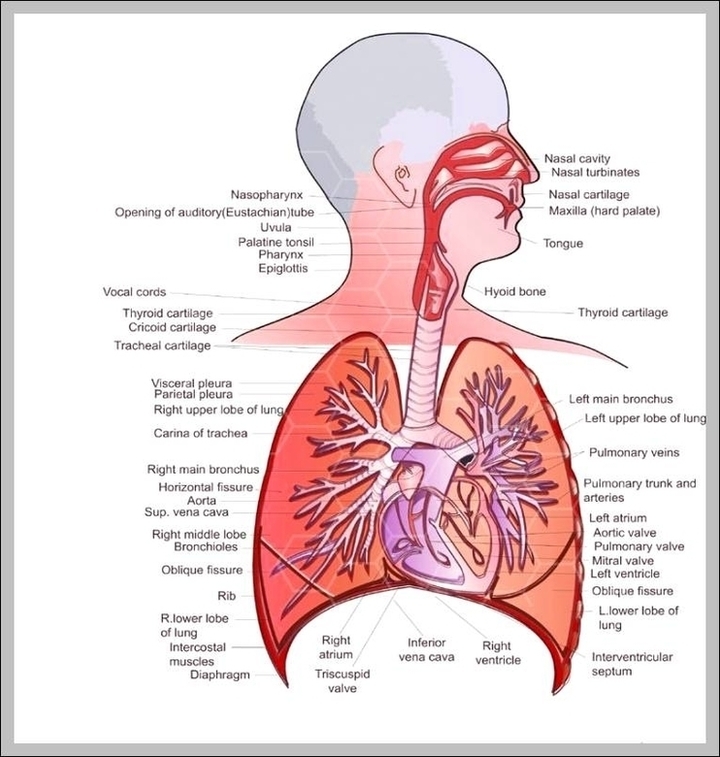 Anatomy Respiratory System Image Anatomy System Human Body Anatomy Anatomy Respiratory System Image Anatomy System Human Body Anatomy