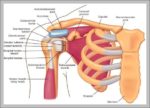 Anatomy Shoulder Image