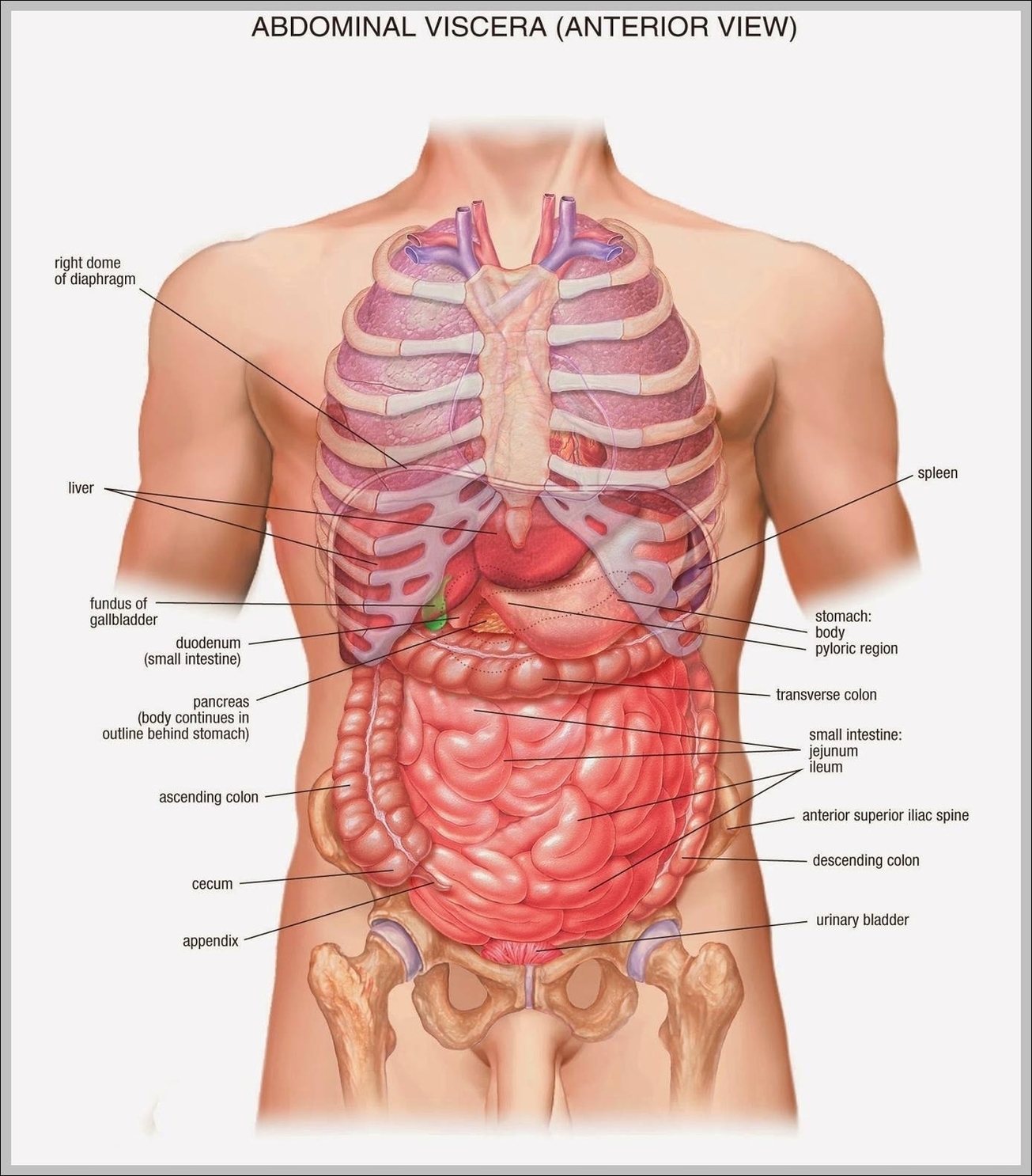 Anatomy Stomach Area Image