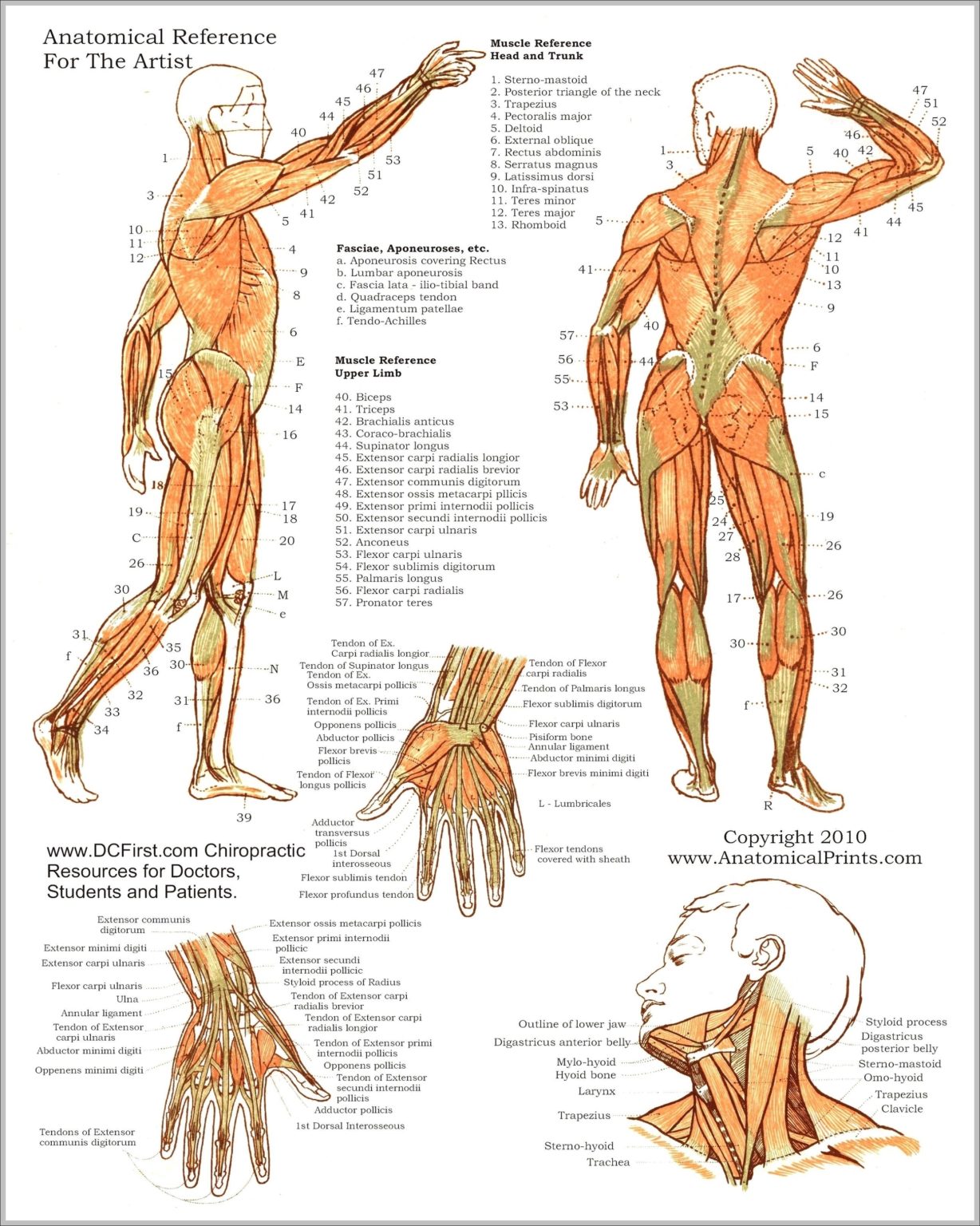 Anatomy Study Guide Muscles Image | Anatomy System - Human Body Anatomy ...