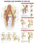 Anatomy and Injuries of the Hip Diagram