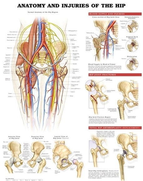 Anatomy and Injuries of the Hip Diagram
