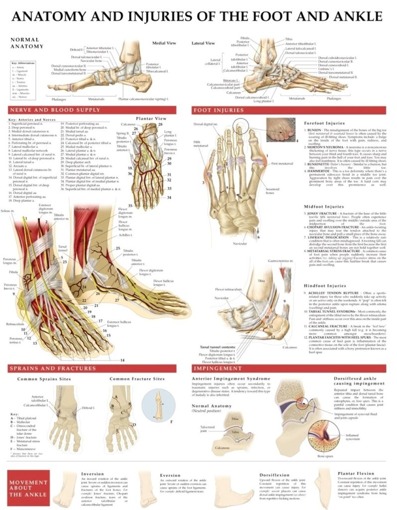 Anatomy and injuries of foot and ankle