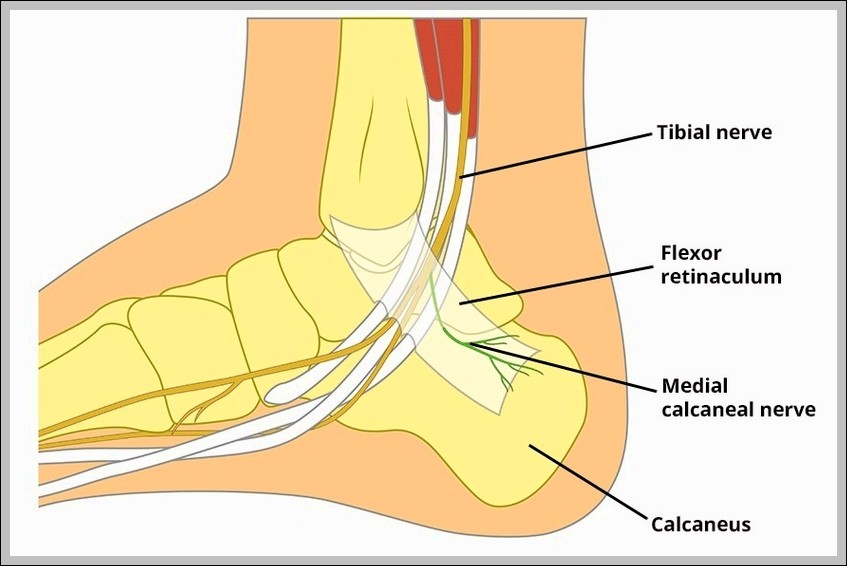 Anatomy of the Medial Calcaneal Nerve Diagram