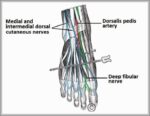 Anatomy of the Nerves of the Dorsum of the Foot Superficial and Deep Fibular Nerves Diagram