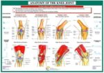 Anatomy of the knee joint