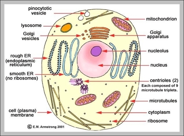 Animal Cell Picture With Labels Image