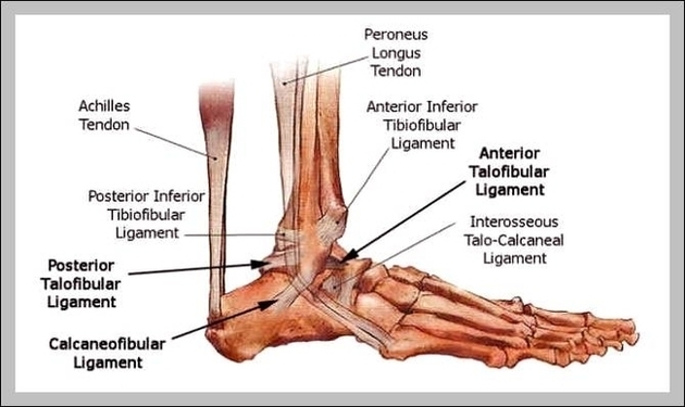 Ankle Bones Diagram Image